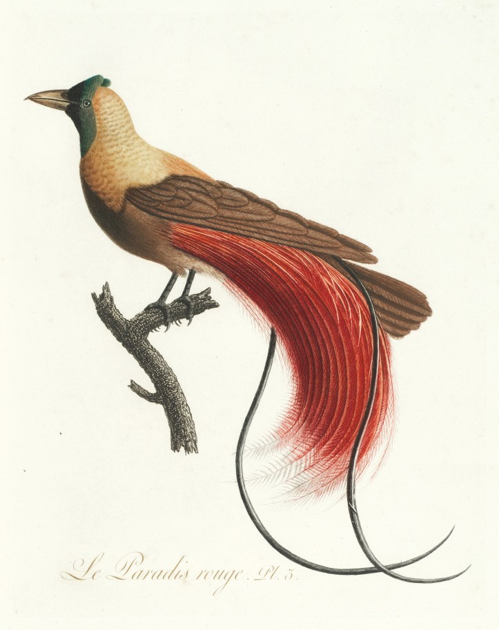 Paradisea rubra le paradis rouge.jpg